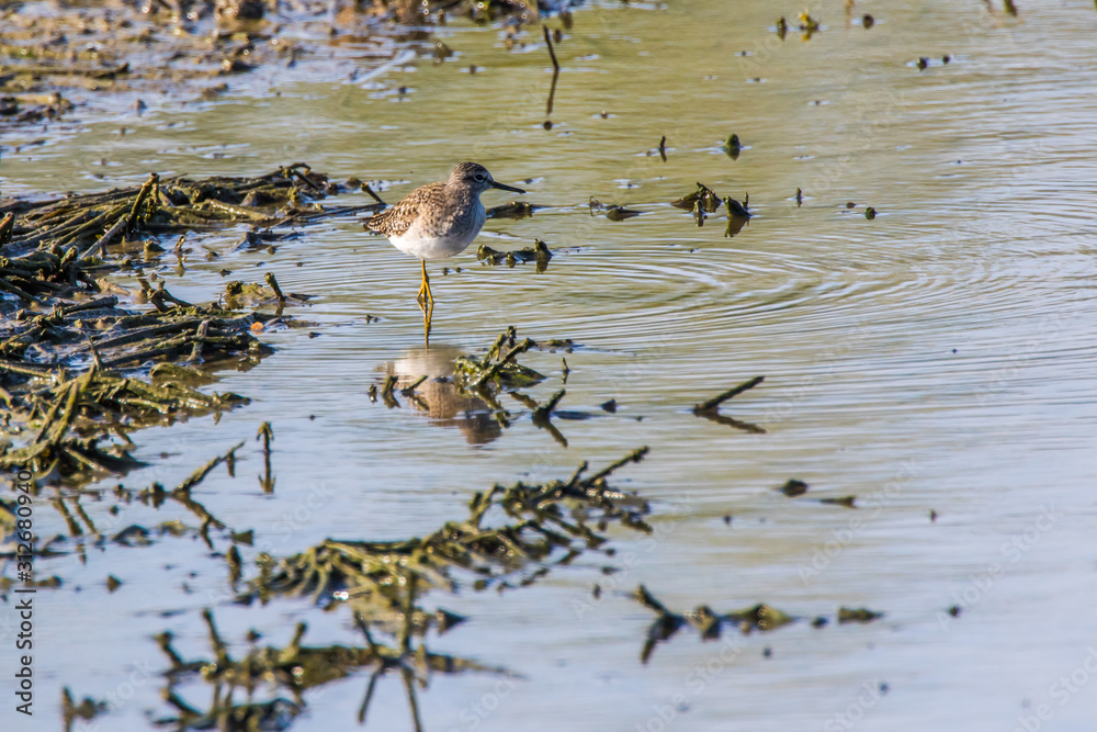 Wood sandpiper (Tringa glareola)