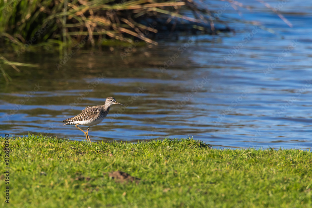 Wood sandpiper (Tringa glareola)