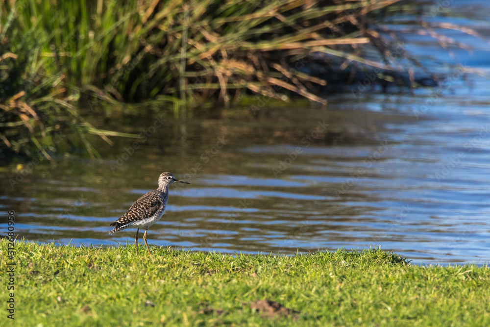 Wood sandpiper (Tringa glareola)