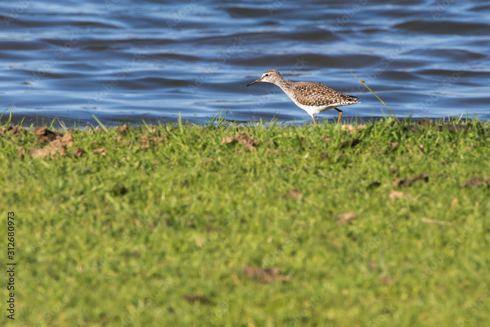 Wood sandpiper (Tringa glareola)