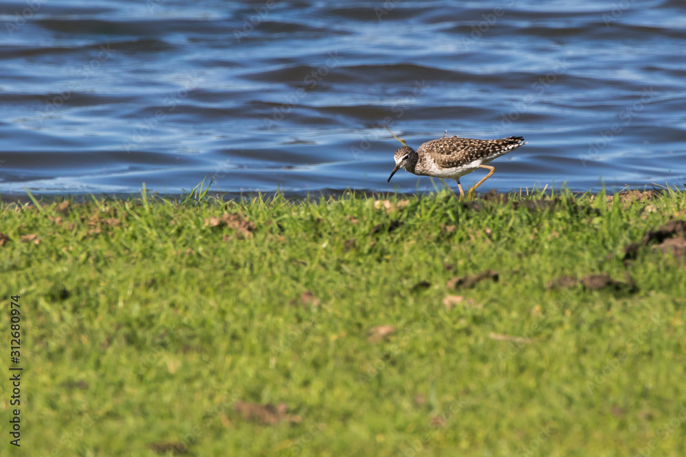 Wood sandpiper (Tringa glareola)
