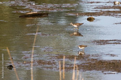 Obraz na płótnie Wood sandpiper (Tringa glareola) w salonie