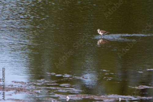 Obraz na płótnie Wood sandpiper (Tringa glareola) w salonie