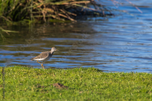 Obraz na płótnie Wood sandpiper (Tringa glareola) w salonie