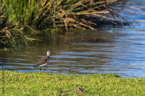 Obraz na płótnie Wood sandpiper (Tringa glareola) w salonie