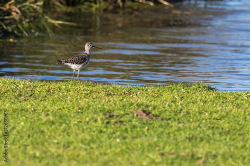 Obraz na płótnie Wood sandpiper (Tringa glareola) w salonie
