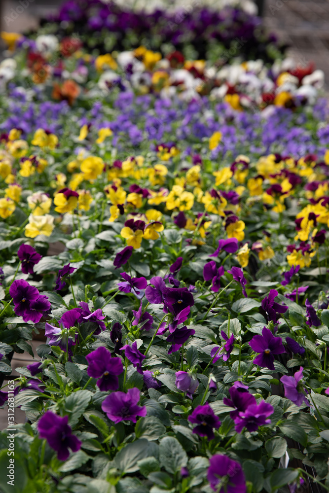 Pansies Pansies