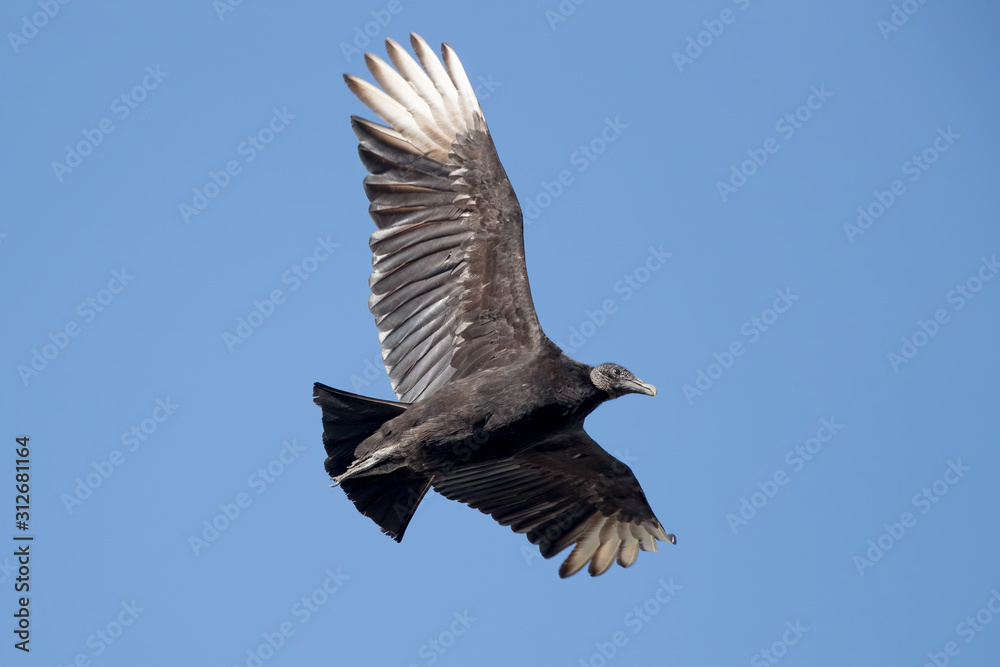 Black Vulture Flying Black Vulture Flying