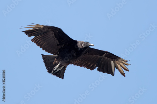 Black Vulture Flying © Simon Stobart