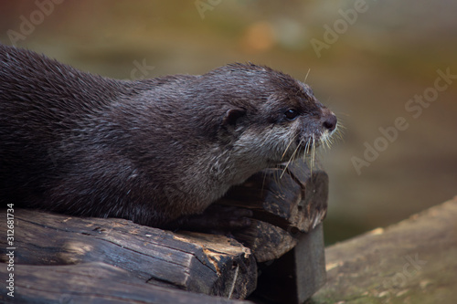Cute Asian Small-Clawed Otter