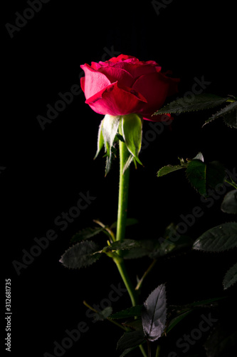 Fototapeta Naklejka Na Ścianę i Meble -  beautiful rose close up on a black background