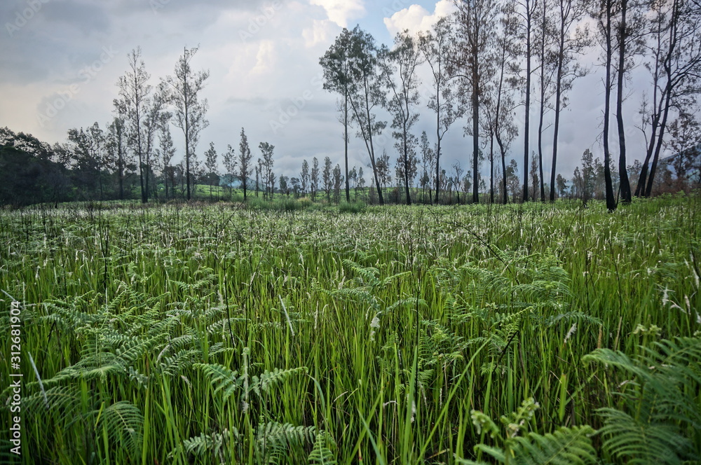 Fototapeta premium wilderness with the dominance of trees, grass and other plants in the mountains
