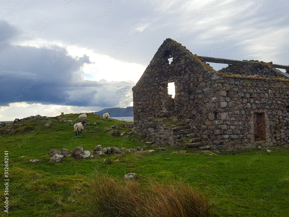 Ruin and sheep on meadow on Island Rathlin, Northern Ireland Ruin and sheep on meadow on Island Rathlin, Northern Ireland