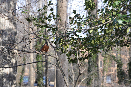 Robin in tree