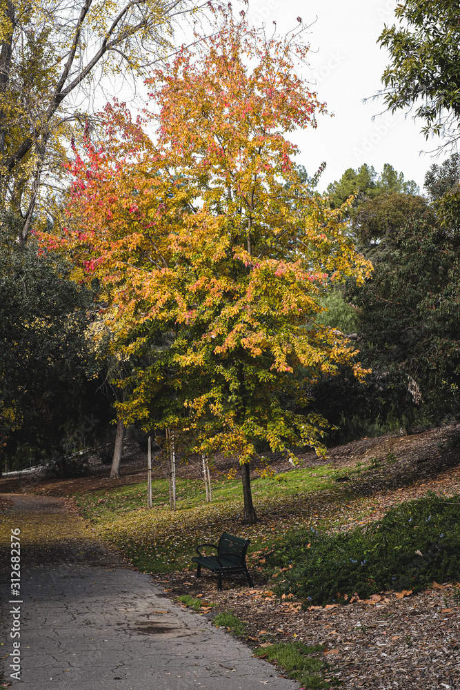 Naklejka premium autumn in the park