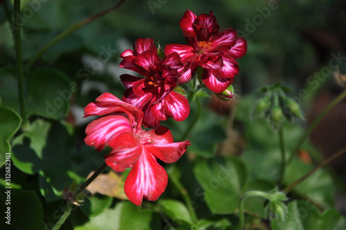 red flower in the garden © David