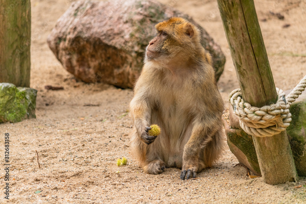 a Barbary ape is looking alert having a chestnut in its hand to eat a Barbary ape is looking alert having a chestnut in its hand to eat