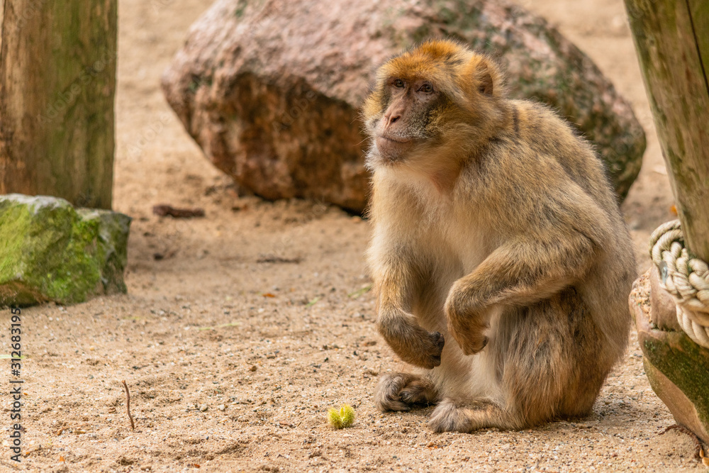 a Barbary ape is looking expectantly for someone to throw a fresh chestnut to it to eat