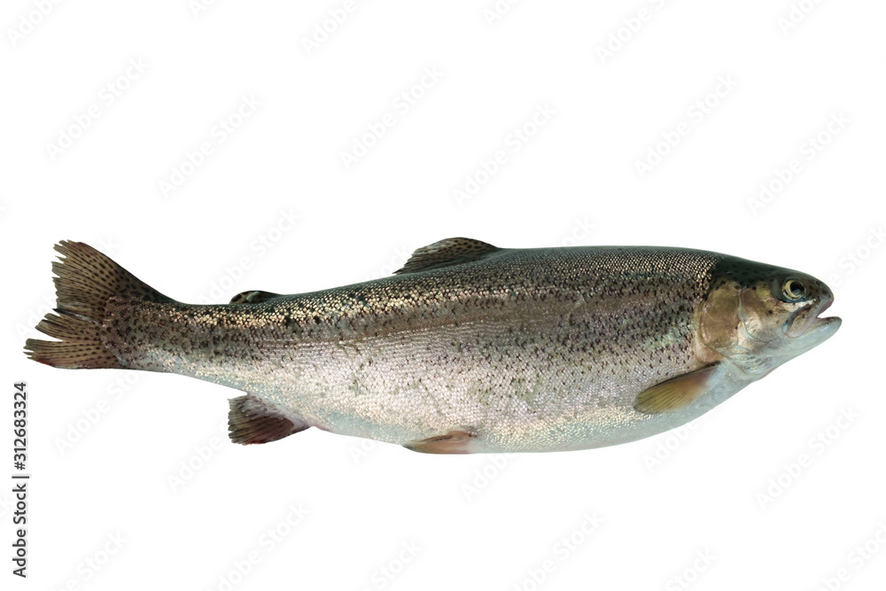 Trout fish isolated on white background Trout fish isolated on white background