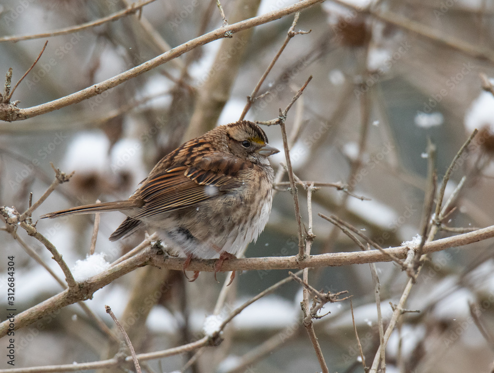 Winter sparrow looking for food Winter sparrow looking for food