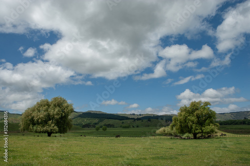 New Zealand. Hills and meadows