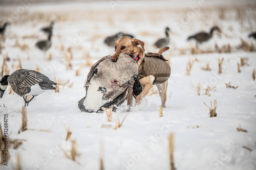 dog carrying goose outside hunting waterfowl
