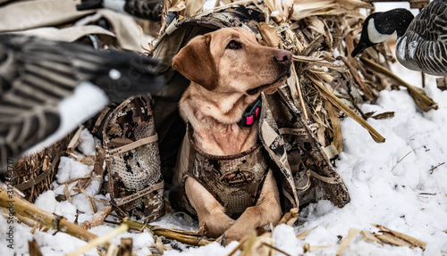 dog in corn hunting waterfowl outside