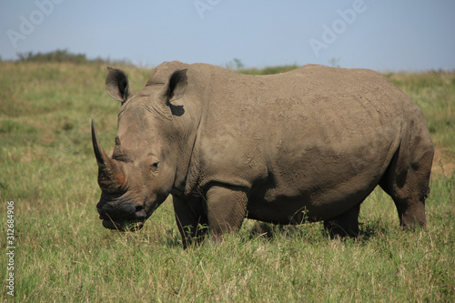 Rino in grasslands