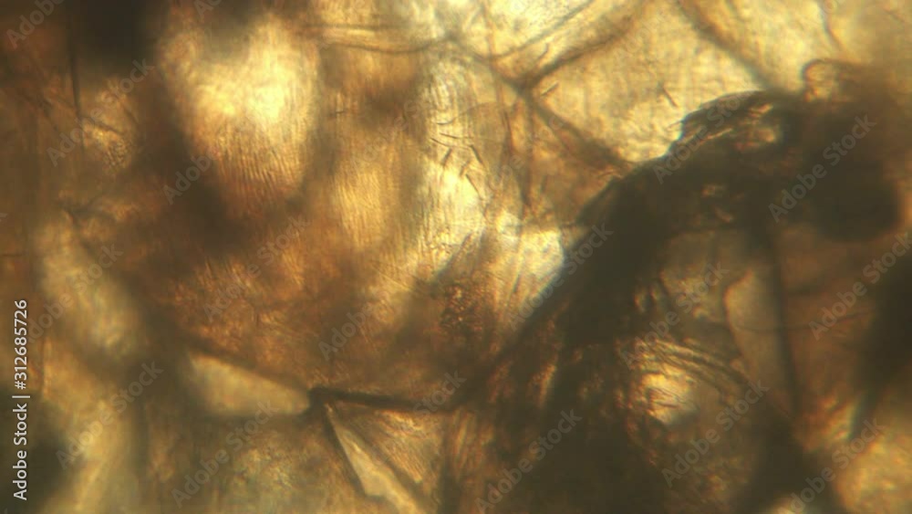 Microscopy of insect small fruit flies (Drosophila). Magnification 300x ...