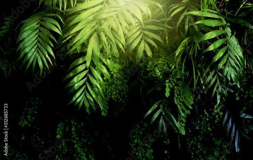 Tropical plants. Nature green background.