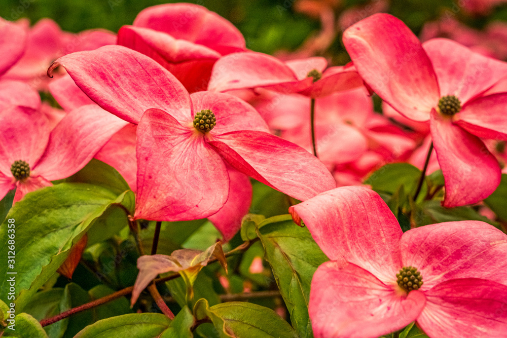 beautiful wildflowers dogwood wild rose and wild pea plants beautiful wildflowers dogwood wild rose and wild pea plants