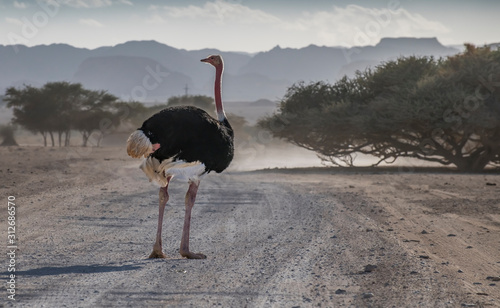 Tableau sur toile Male of African ostrich (Struthio camelus) in nature reserve park of the Middle