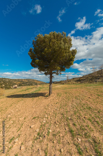 Árbol Teruel