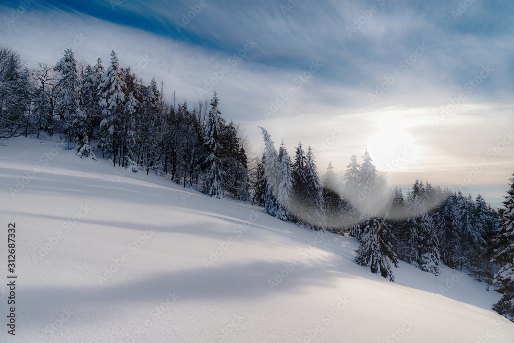 Fototapeta premium Winter