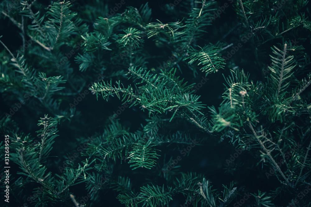 Fototapeta premium Background of green pine tree or Christmas tree branches