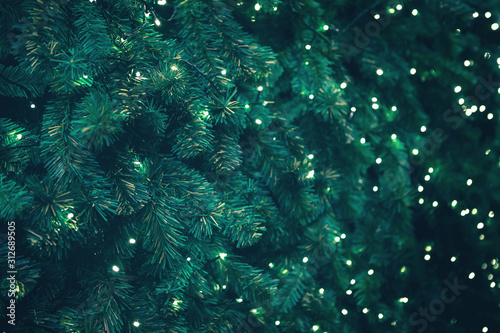 Background of green pine tree or Christmas tree branches