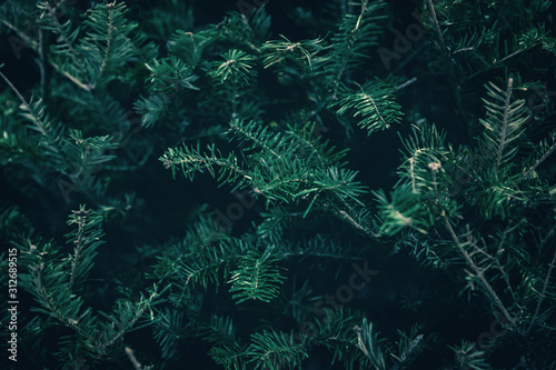 Background of green pine tree or Christmas tree branches