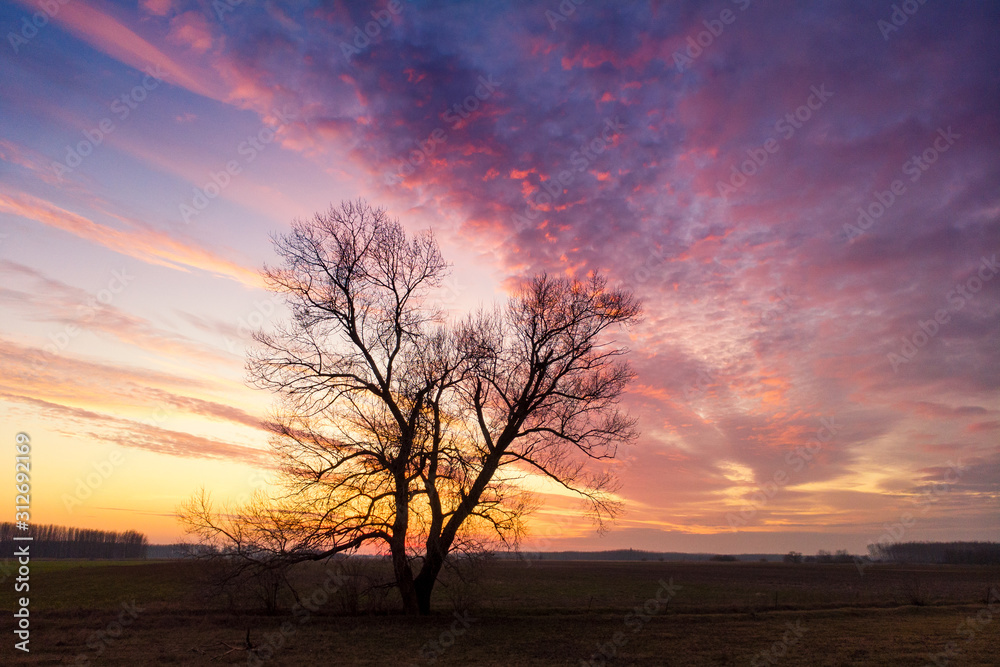 Alone tree on meadow at sunset