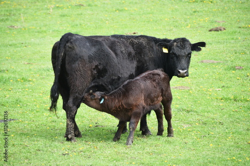 Cow and Calf