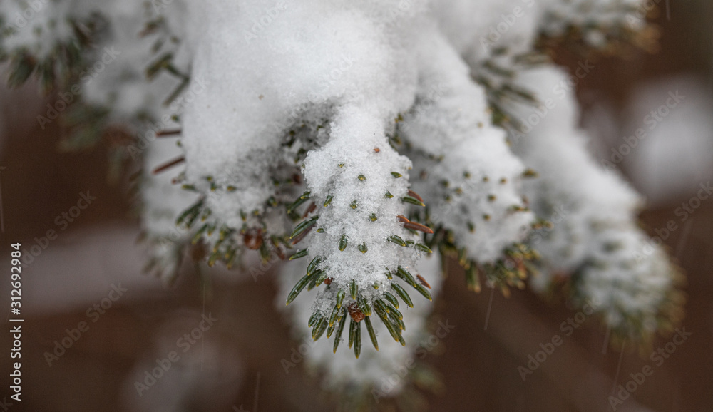 Evergreen balsam fir with snow and pinecones