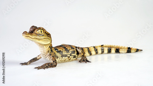 Photography Spectacled caiman / Brillenkaiman (Caiman crocodilus)