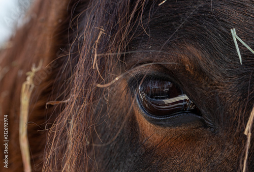 Closeup macro of beautiful horse eye