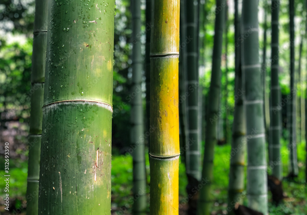 Fototapeta premium bamboo forest