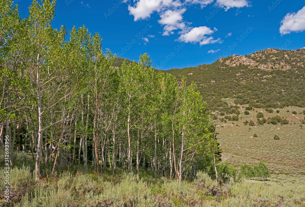 Aspen Trees in a High Mountain Valley