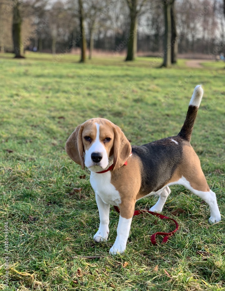 Portrait of a beagle dog in a park
