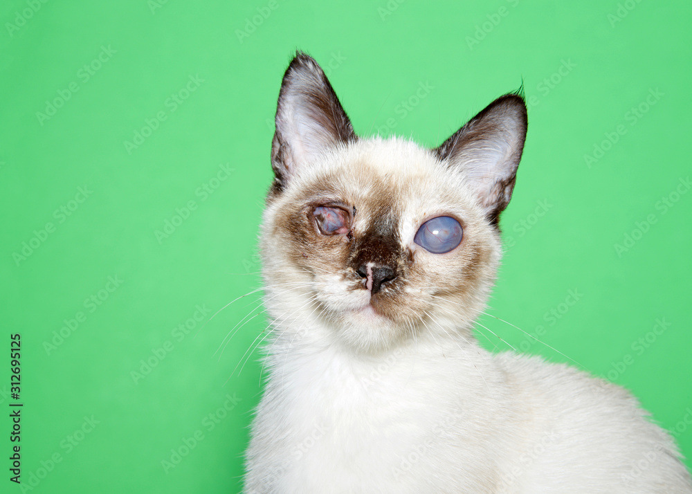 Portrait of an adorable seal point siamese kitten with bilateral cataracts facing directly towards viewer. Green background with copy space. Visually impaired but turns towards noises