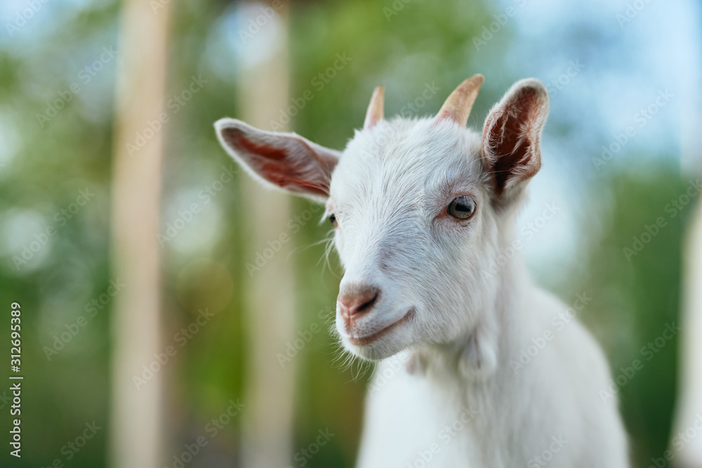 portrait of a goat portrait of a goat