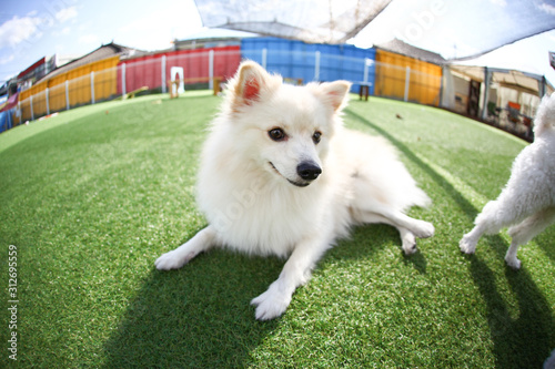 Happy puppies in a private playground