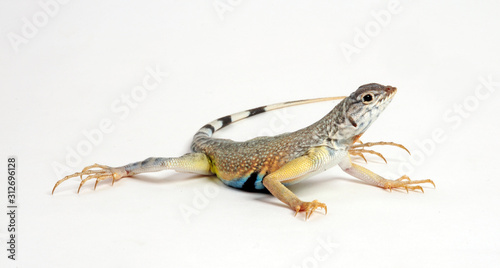 Zebraschwanzleguan (Callisaurus draconoides) - Zebra-tailed lizard photo