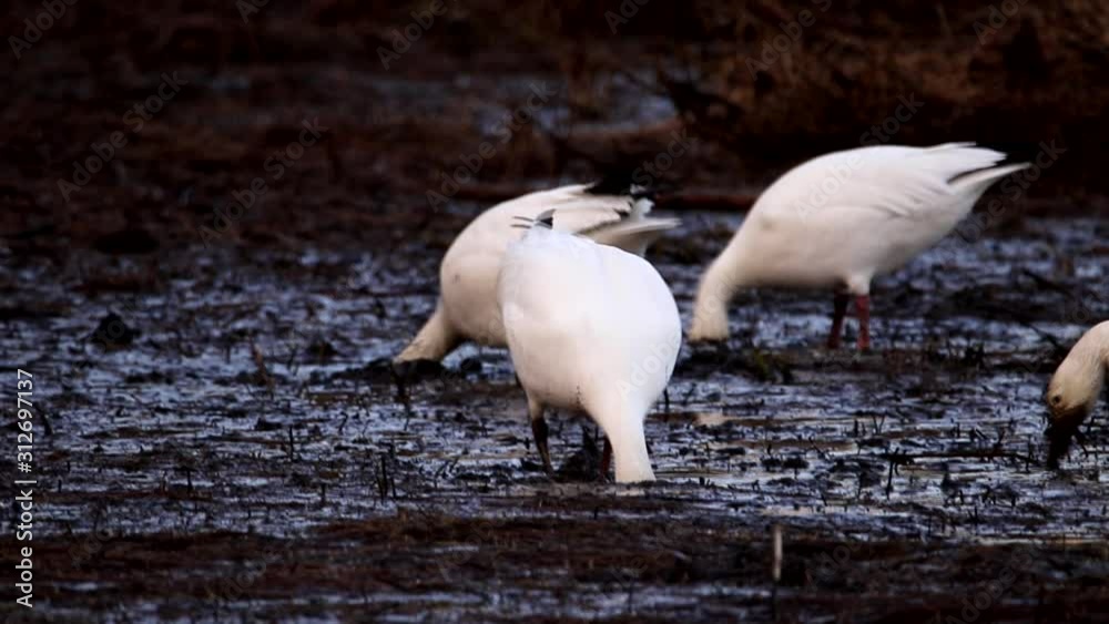 Snow geese eat plant rhizomes by putting their heads deep in the mud ...